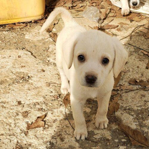 Aspirina - 2 Mesi  - Razza: Meticcio  - Taglia: Medio Contenuta  - Carattere: Dolce, Coccolona E Buona 